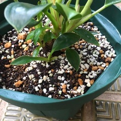観葉植物　フィロデンドロンの画像