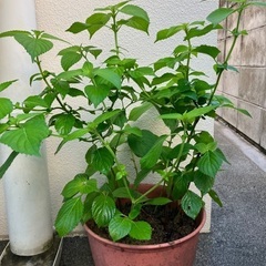 🪴シソ鉢植(大)②の画像