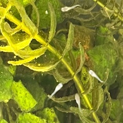メダカの稚魚 30匹まで
の画像