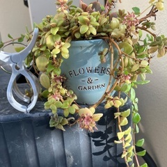 🪴多肉植物寄植　⑧の画像