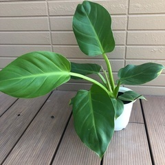 フィロデンドロン　メリノニー　観葉植物15の画像