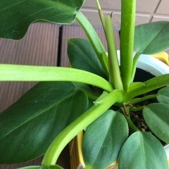 フィロデンドロン　メリノニー　観葉植物15の画像