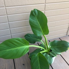 フィロデンドロン　メリノニー　観葉植物15の画像