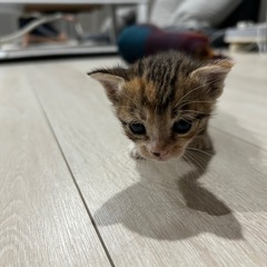 ✳︎ただいま相談中です。キジ柄　子猫　生後約1ヶ月