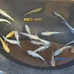 【お取引決定しました9/9】□めだかミックス20匹＋‪α  C□の画像
