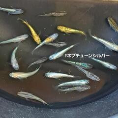 【お取引決定しました9/9】□めだかミックス20匹＋‪α  C□の画像