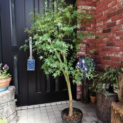 モミジ　鉢植え　シンボルツリーや観葉植物にの画像