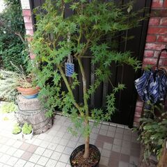 モミジ　鉢植え　シンボルツリーや観葉植物にの画像