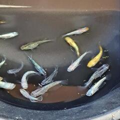 □めだかミックス20匹＋‪α  D□の画像