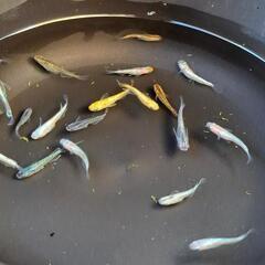 □めだかミックス20匹＋‪α  D□の画像