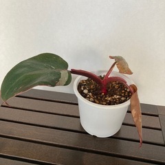 フィロデンドロン ピンクプリンセス 観葉植物の画像