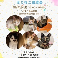 🩷ほごねこ譲渡会のご案内🩷inこすみ動物病院