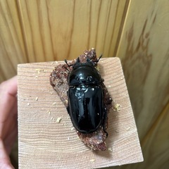 タランドゥスオオツヤクワガタ(ペア)の画像