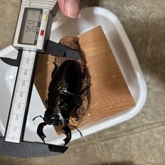 タランドゥスオオツヤクワガタ(ペア)の画像