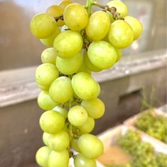 🍇甲州市勝沼産　シャインマスカット🍇の画像