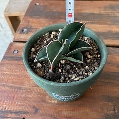 多肉植物🪴サンスベリア✨の画像