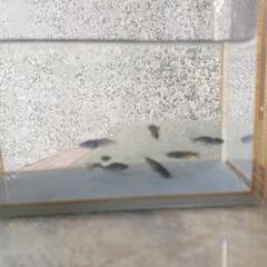 メダカの画像