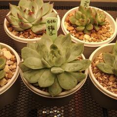 多肉植物おらいさん苗含む7種セットの画像