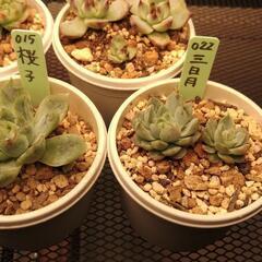 多肉植物おらいさん苗含む7種セットの画像