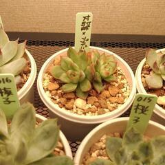 多肉植物おらいさん苗含む7種セットの画像