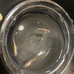 メダカ無人販売
の画像