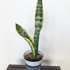 サンスベリア サンセベリア　
観葉植物の画像
