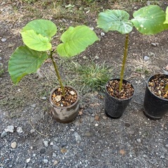 【4鉢限定　びっしり発根】ウンベラータ　観葉植物　塊根植物　多肉植物　ビザールプランツ　レアプランツ　ガーデニング　植物　グリーン　趣味　盆栽　葉　花　庭　草　インテリア　おしゃれ　飾り　園芸　の画像