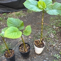 【4鉢限定　びっしり発根】ウンベラータ　観葉植物　塊根植物　多肉植物　ビザールプランツ　レアプランツ　ガーデニング　植物　グリーン　趣味　盆栽　葉　花　庭　草　インテリア　おしゃれ　飾り　園芸　の画像