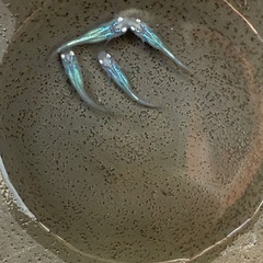 しずく　種親候補　2ペア　めだかの画像