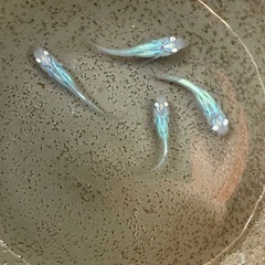 しずく　種親候補　2ペア　めだかの画像