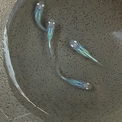 しずく　種親候補　2ペア　めだかの画像