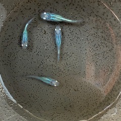 しずく　種親候補　2ペア　めだかの画像