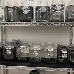 宇部新鮮館厚南店　メダカ　めだかの画像