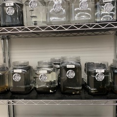 宇部新鮮館厚南店　メダカ　めだかの画像
