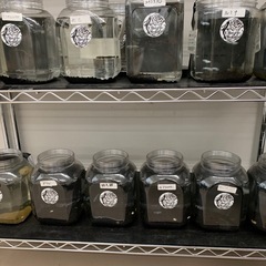 宇部新鮮館厚南店　メダカ　めだかの画像