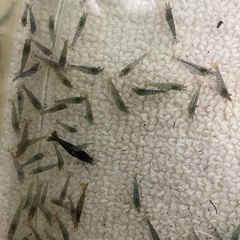 ミナミヌマエビ　10匹　100円の画像