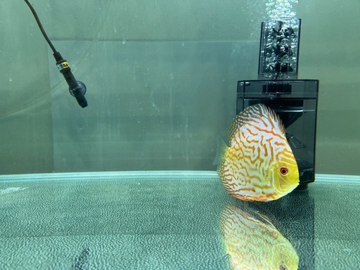 【最終値下】ディスカス【ピジョンブラッド】約1.5才