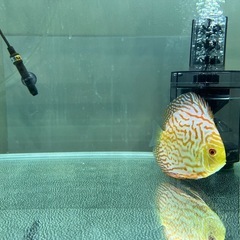 【最終値下】ディスカス【ピジョンブラッド】約1.5才の画像