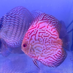 【最終値下】ディスカス【ピジョンブラッド】約1.5才の画像