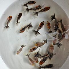 東錦🐟の画像
