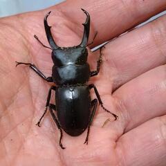 ★条件あり★ クワガタいろいろ好きなだけ（小型がほとんど）の画像