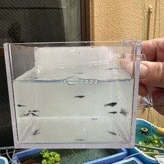メダカ　大蛇丸　オロチ　稚魚　一匹からの画像