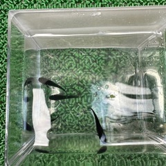 メダカ　大蛇丸　オロチ　稚魚　一匹からの画像