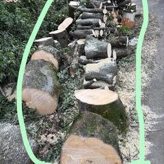 伐採後　0円　ヒバ、樫の木　の画像