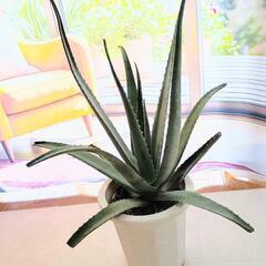 キダチアロエの画像