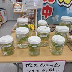 メダカ【プラチナ牡丹、ワカサギラメなど】の画像