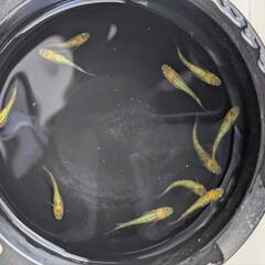 夜桜ゴールドメダカ 10匹の画像