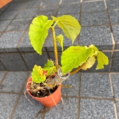 ウンベラータ　観葉植物の画像