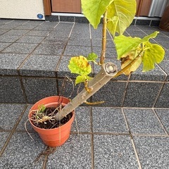 ウンベラータ　観葉植物の画像