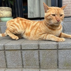 アメショーのような柄の男の子　飼い主不在確認済み